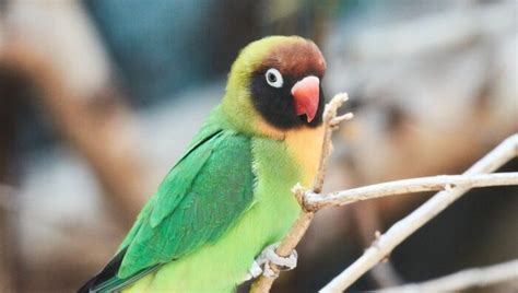 養鳥|新手養鳥指南 挑選及準備要點 – 寵物百科